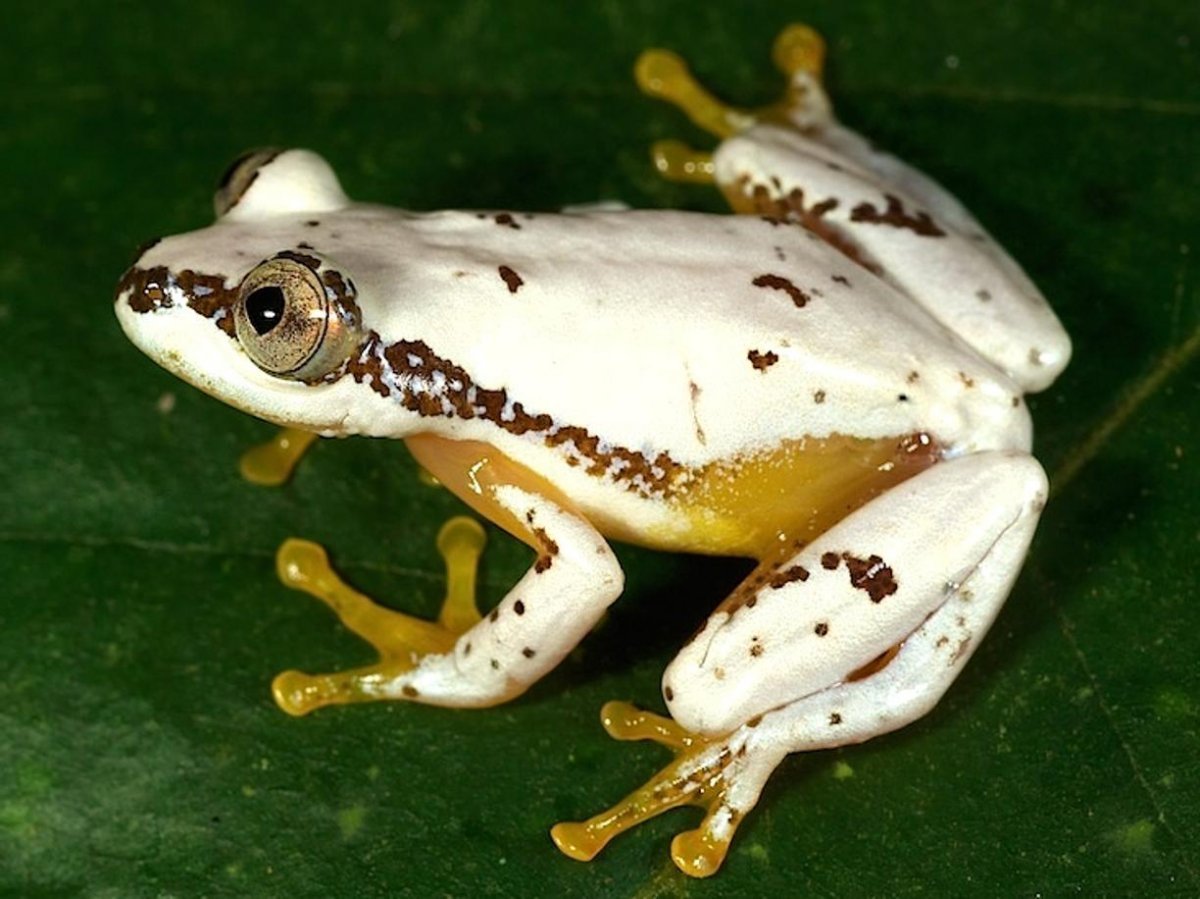 Австралийская квакша Арлекин