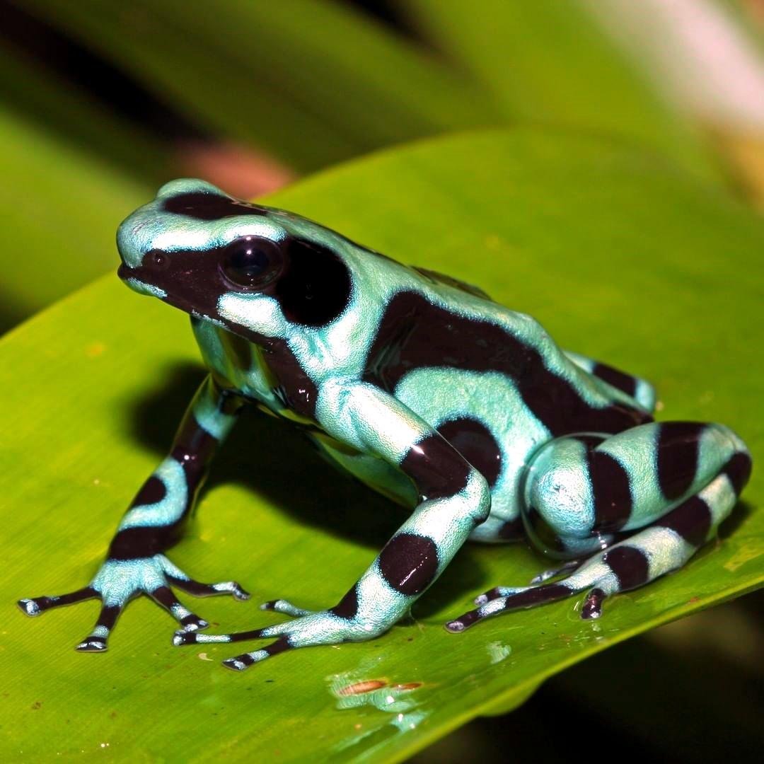 Красящий древолаз