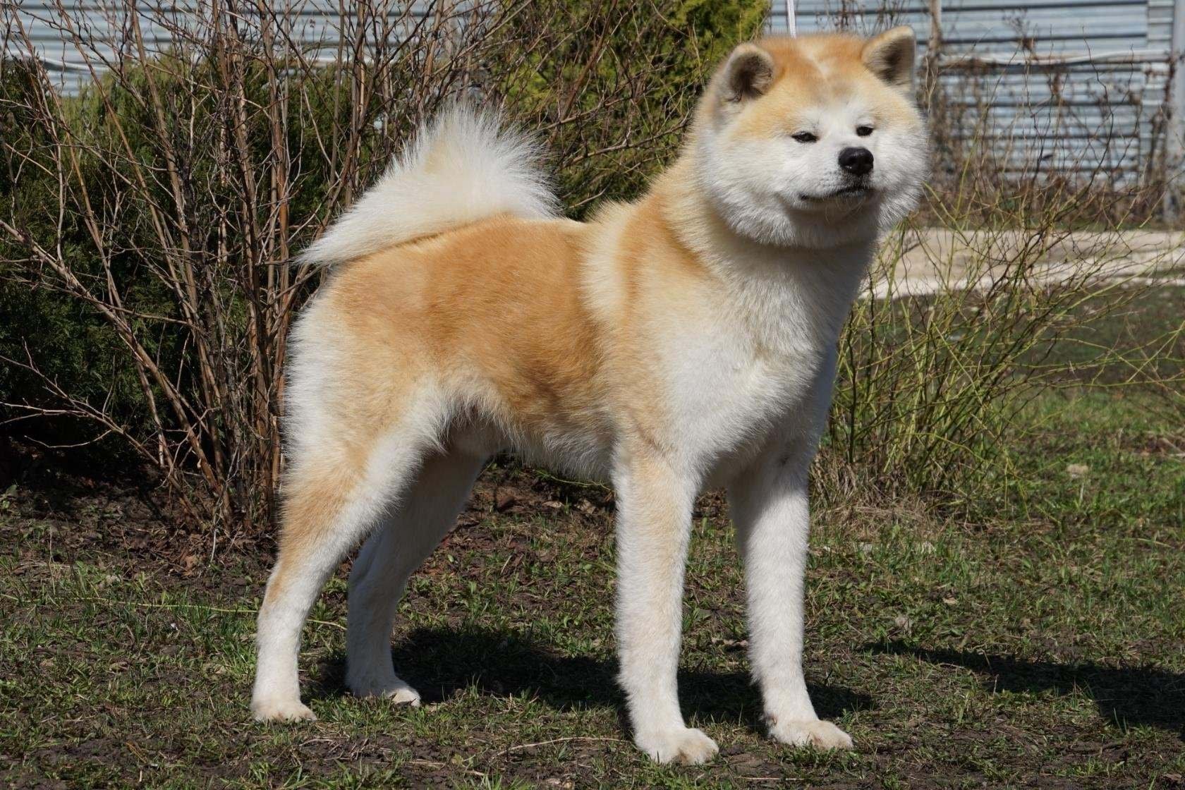 Собака похожая на акиту. Японская Акита ину. Лайка Акита ину. Японская лайка сиба ину. Японская лайка Акита.