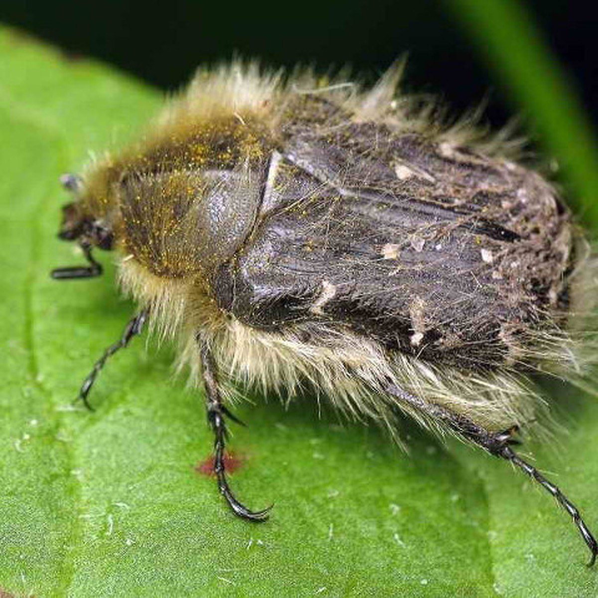 Оленка мохнатая Жук