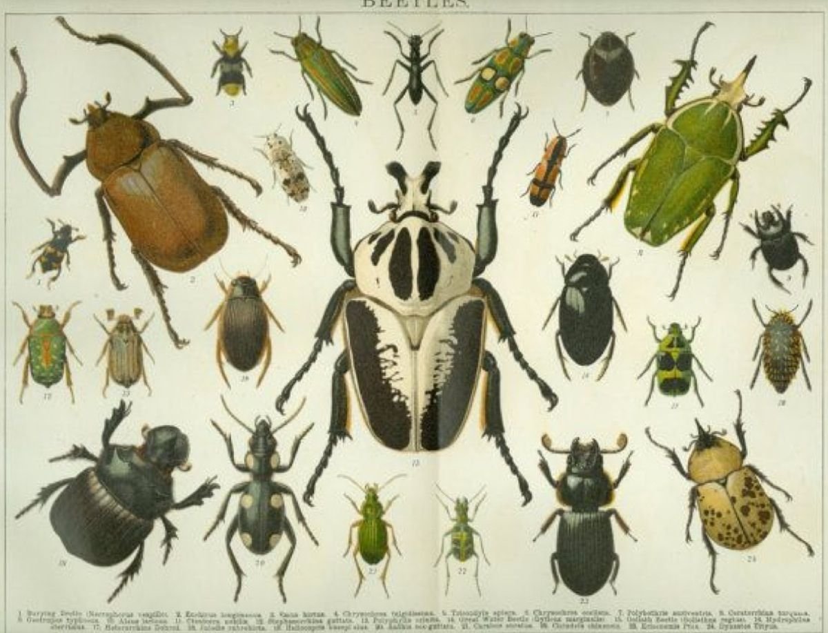 Принт Beetle