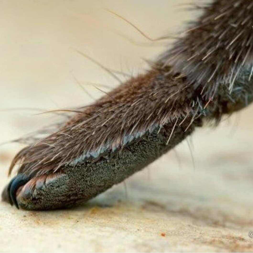 Паучьи лапки