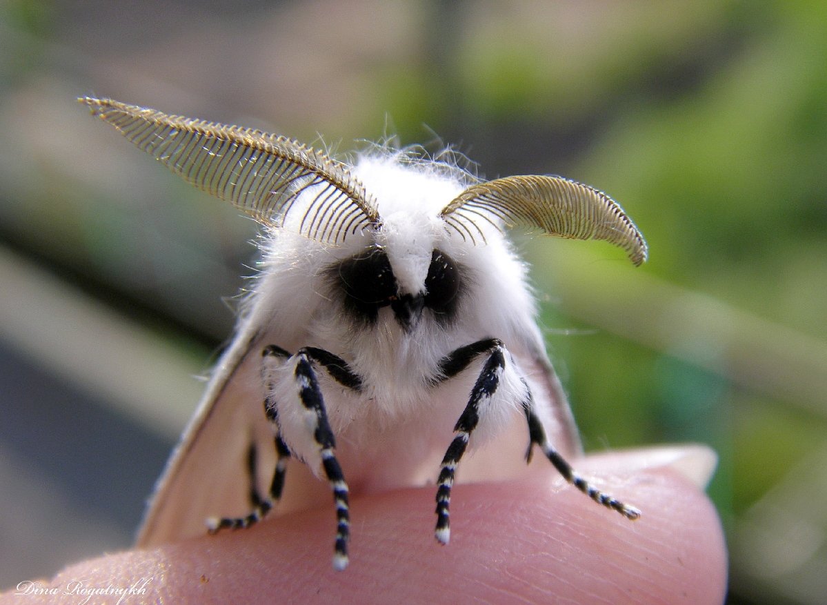 Венесуэльский пуделевый мотылек тутовый шелкопряд