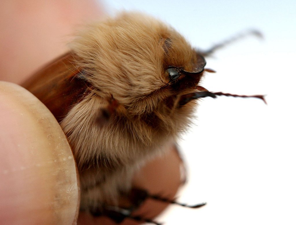 Wooly Chafer