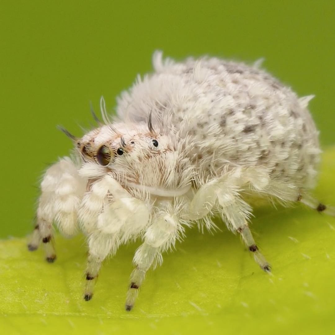 Тарантул альбинос