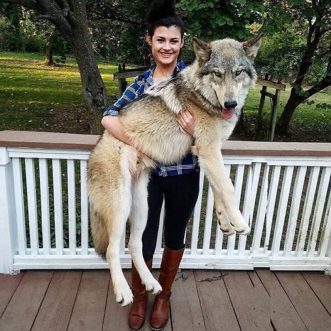 Собака волкособ Юки