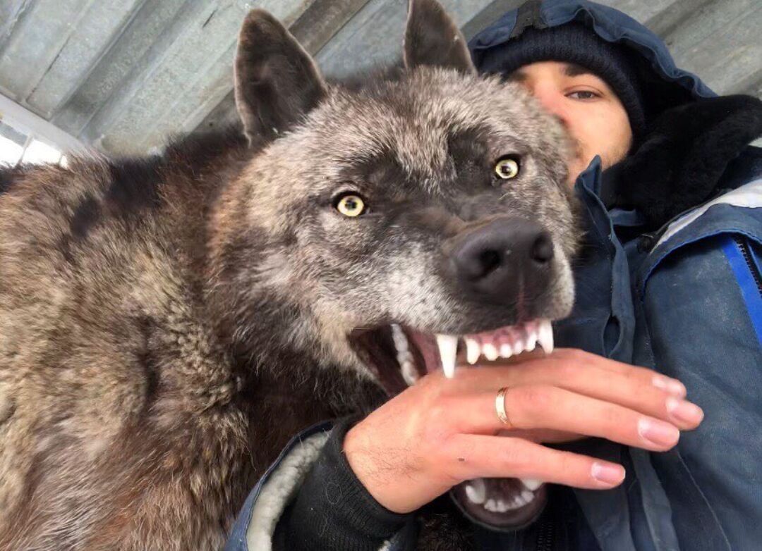 Волк Акелла Андрей Мусиенко