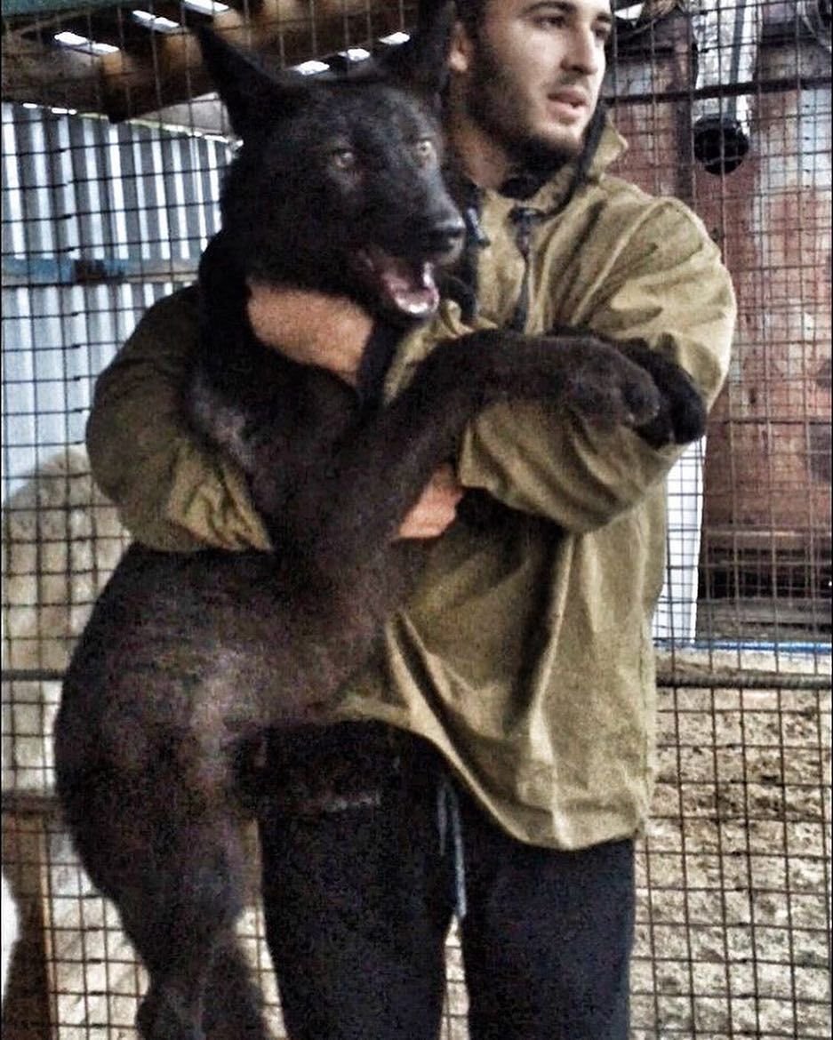 Андрей Мусиенко черный канадский волк