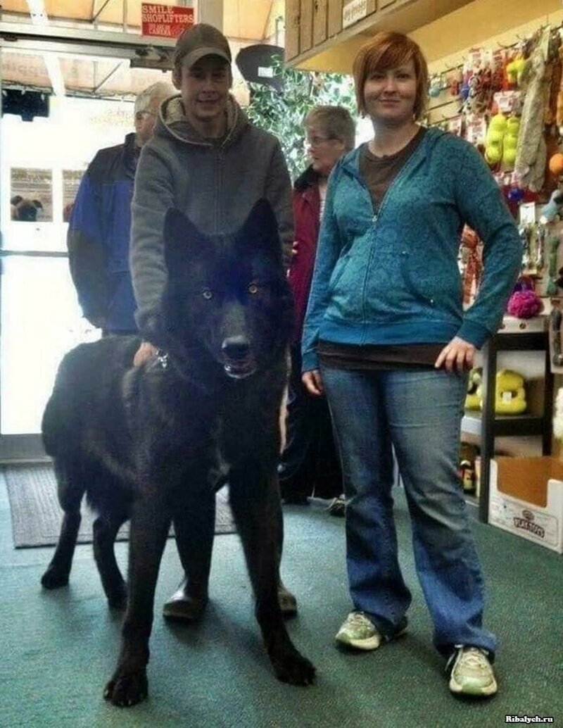 Гибрид волка и немецкой овчарки