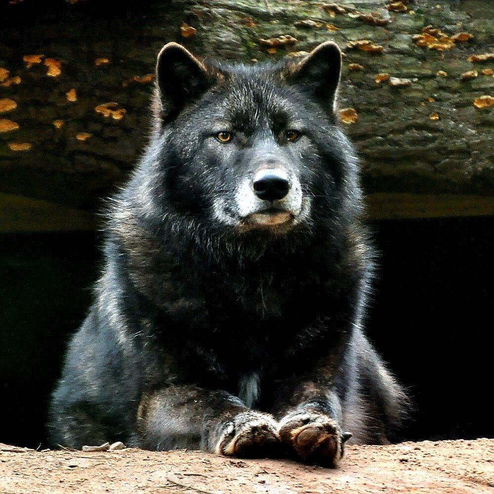 Смесь волка и медведя