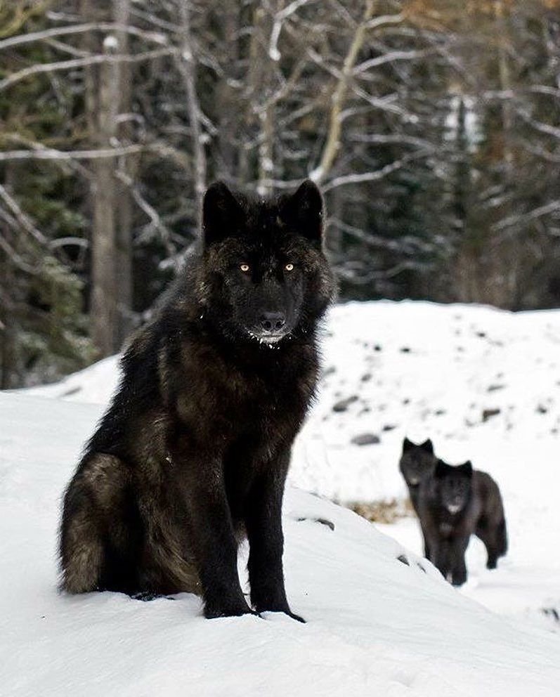 Канадский вольфхунд