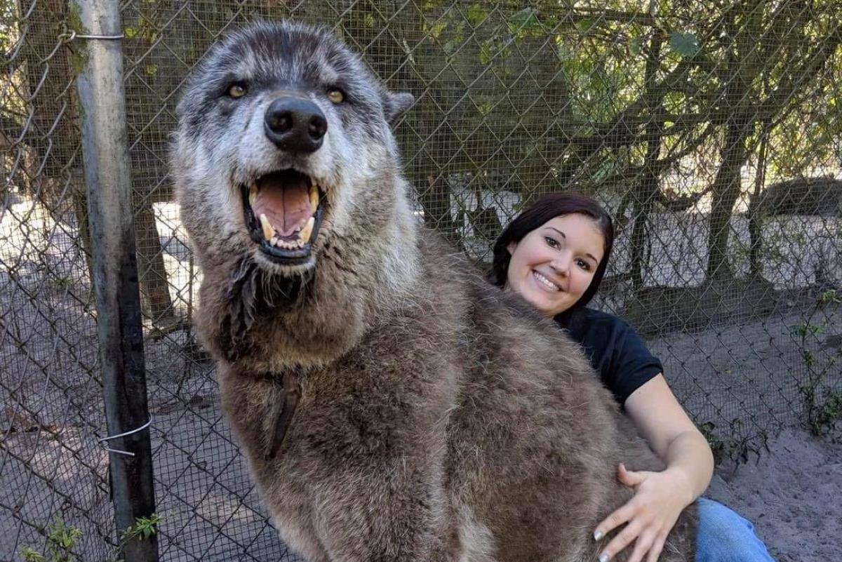 Собака волкособ Юки