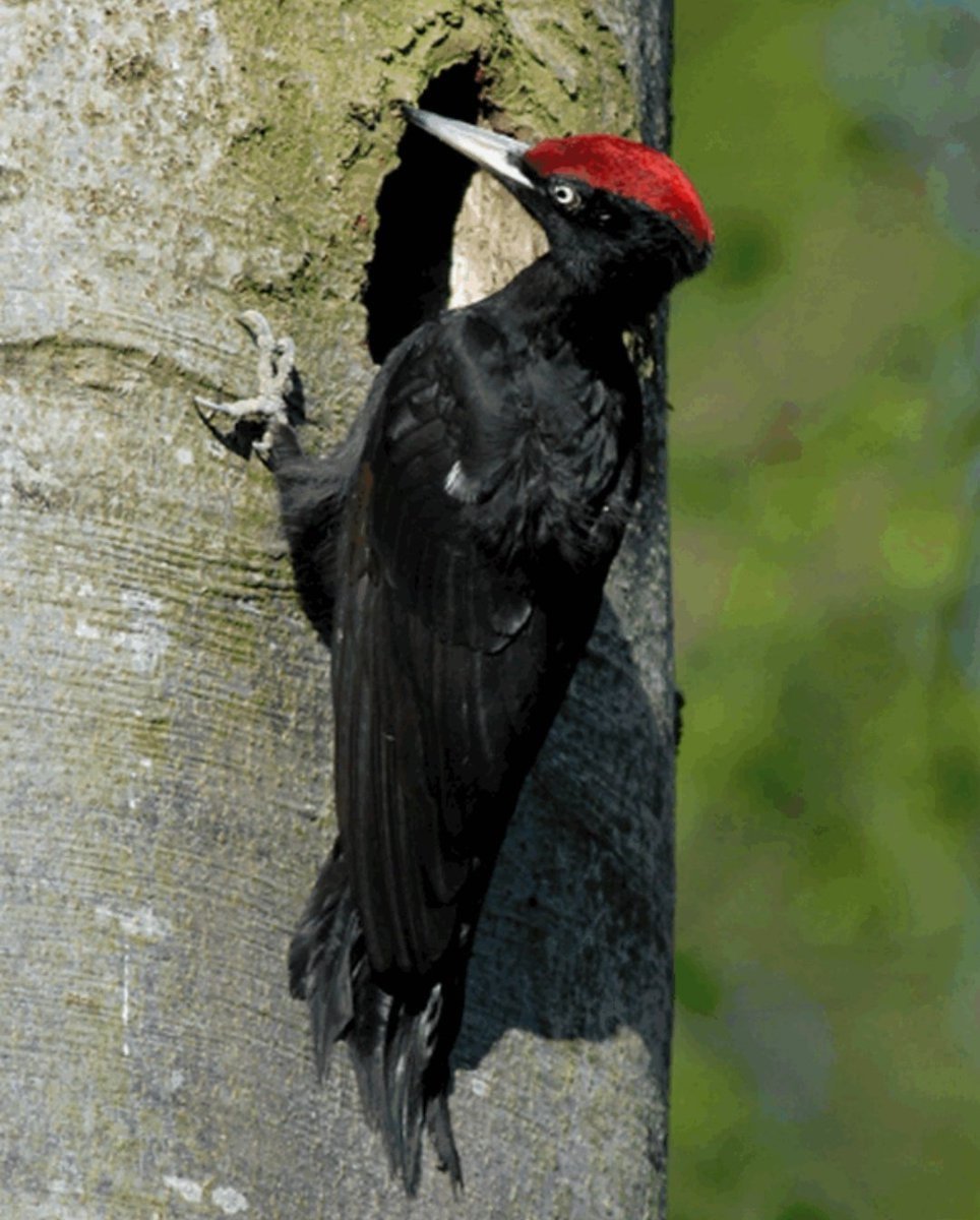 Дятел Желна