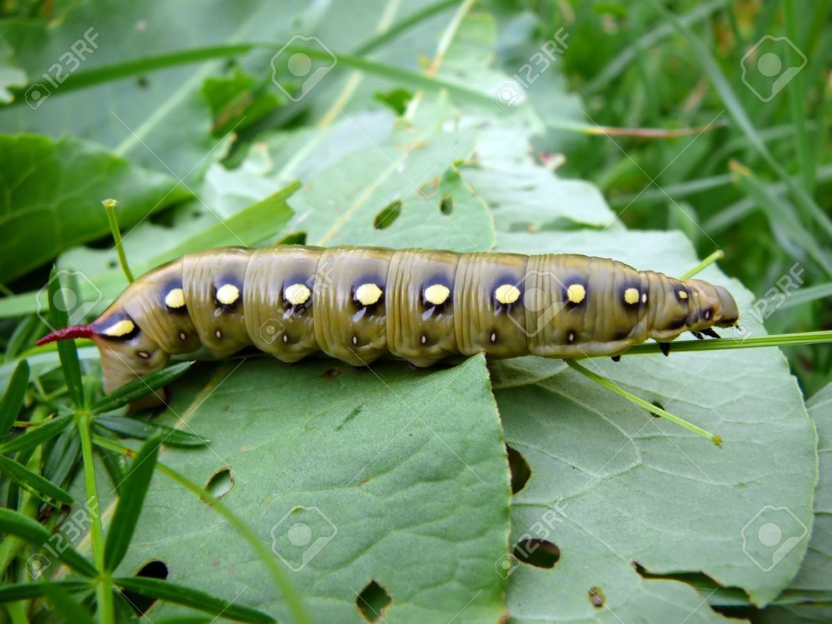 Гусеница с красным жалом и желтыми пятнами
