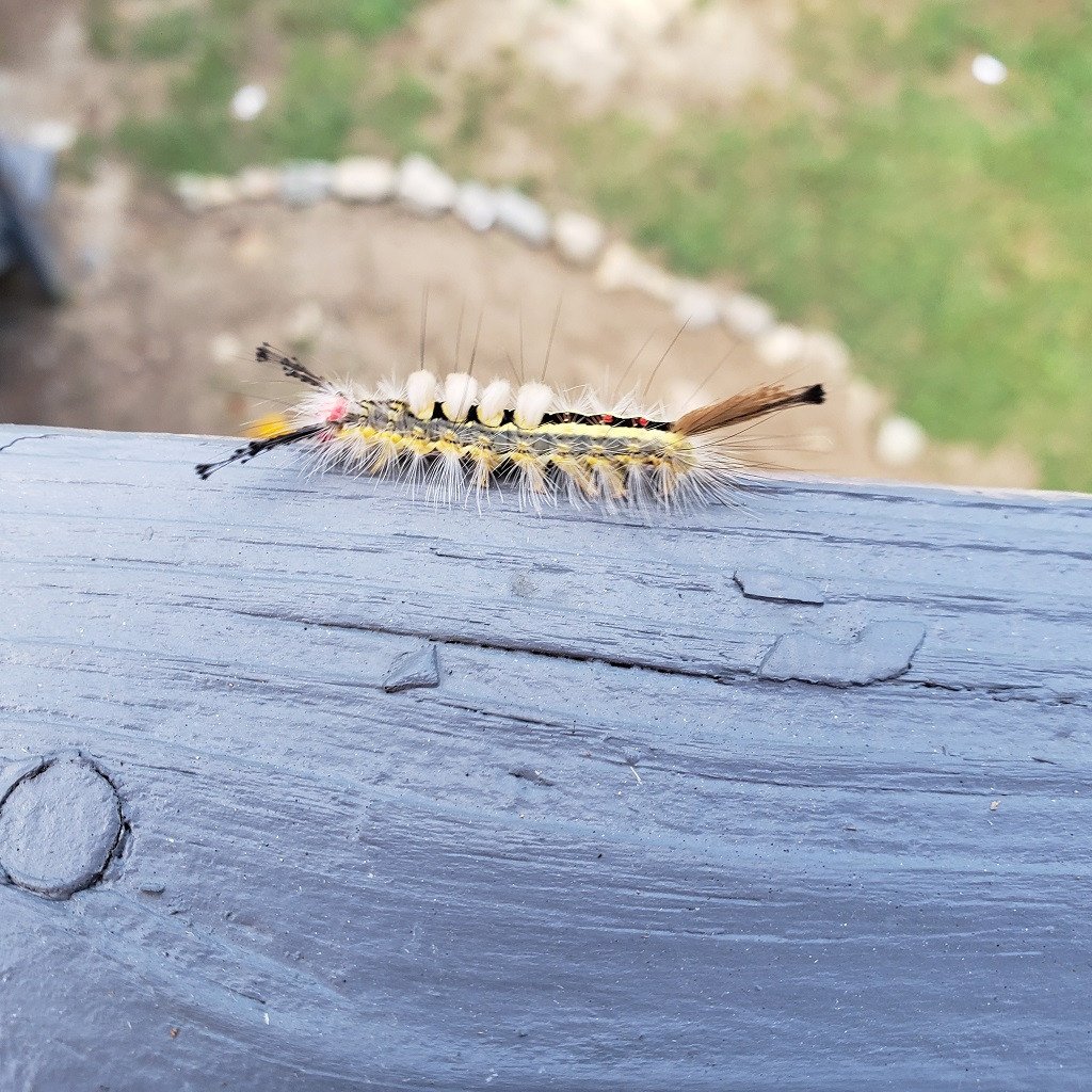 Гусеница с желтыми кисточками на спине