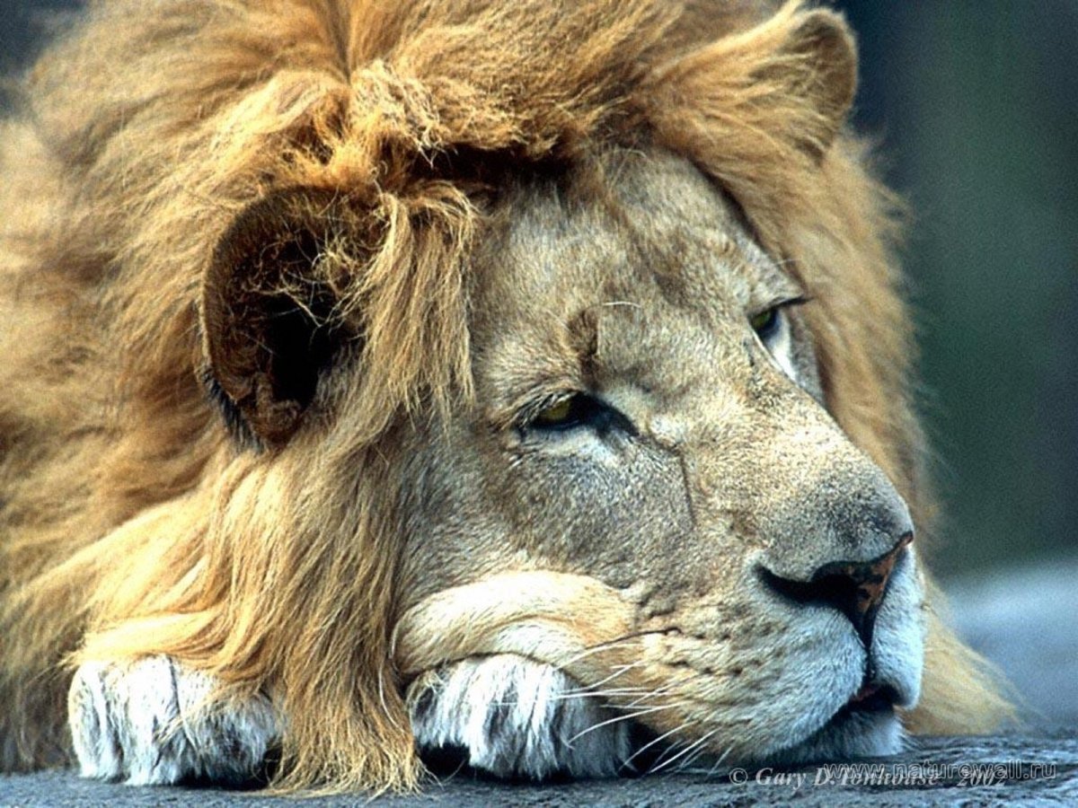 Печальный Лев