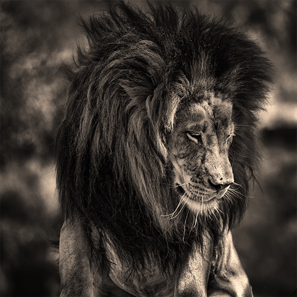 Плачущий Лев