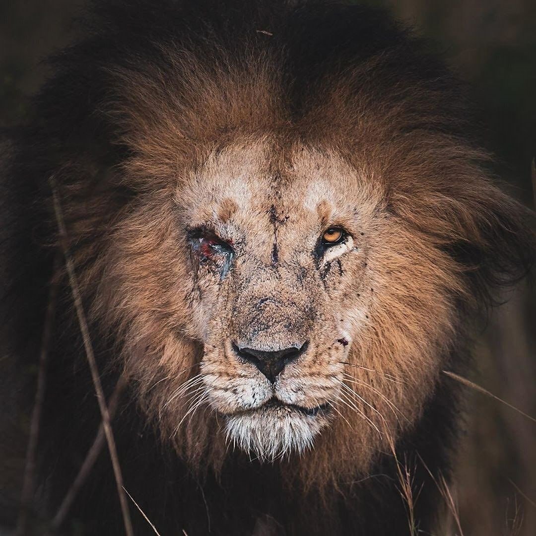 Плачущий Лев