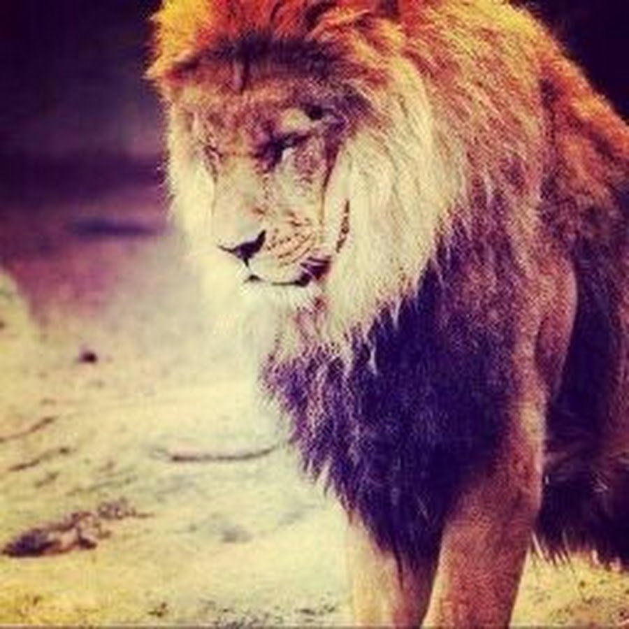 Капский Лев