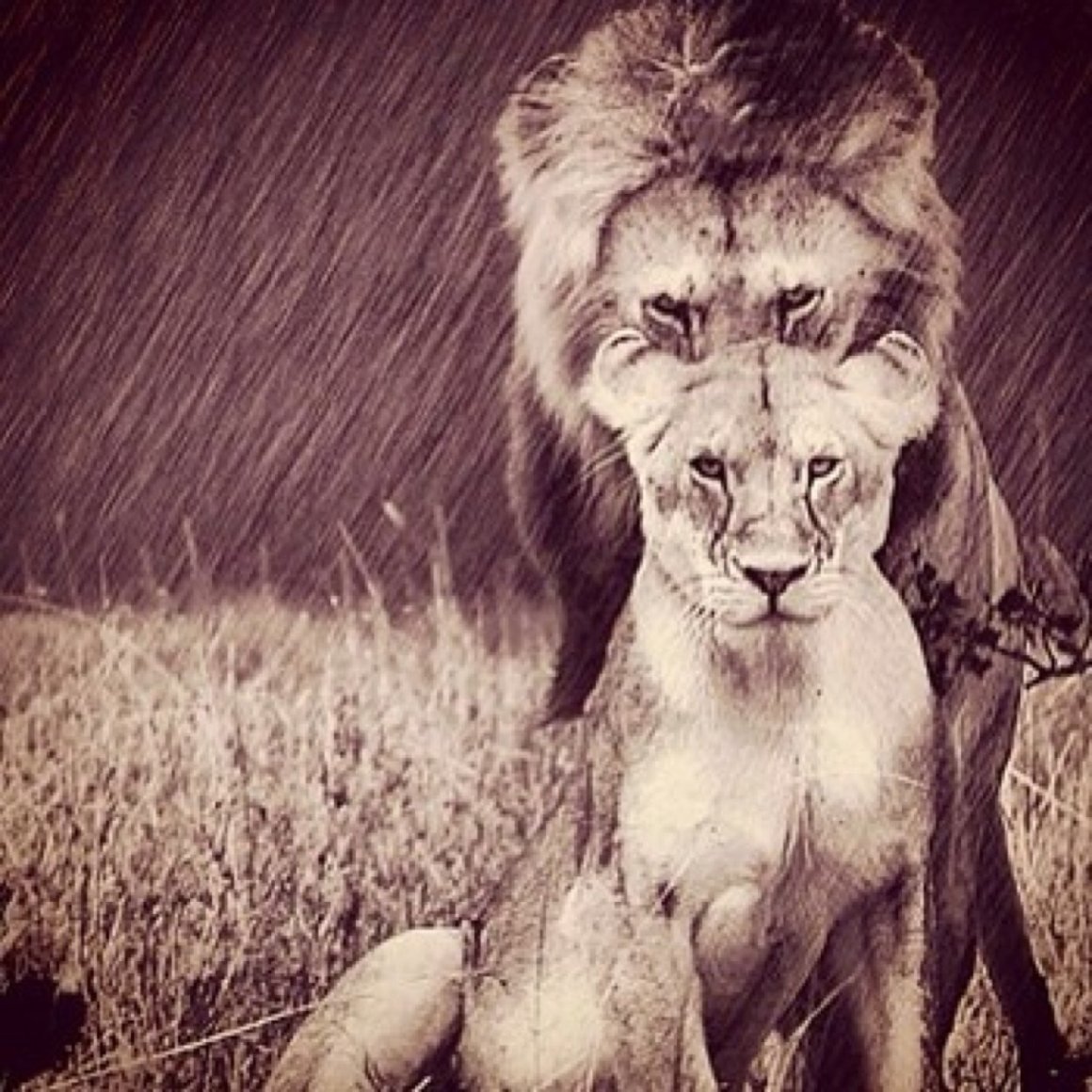 Львица на спине