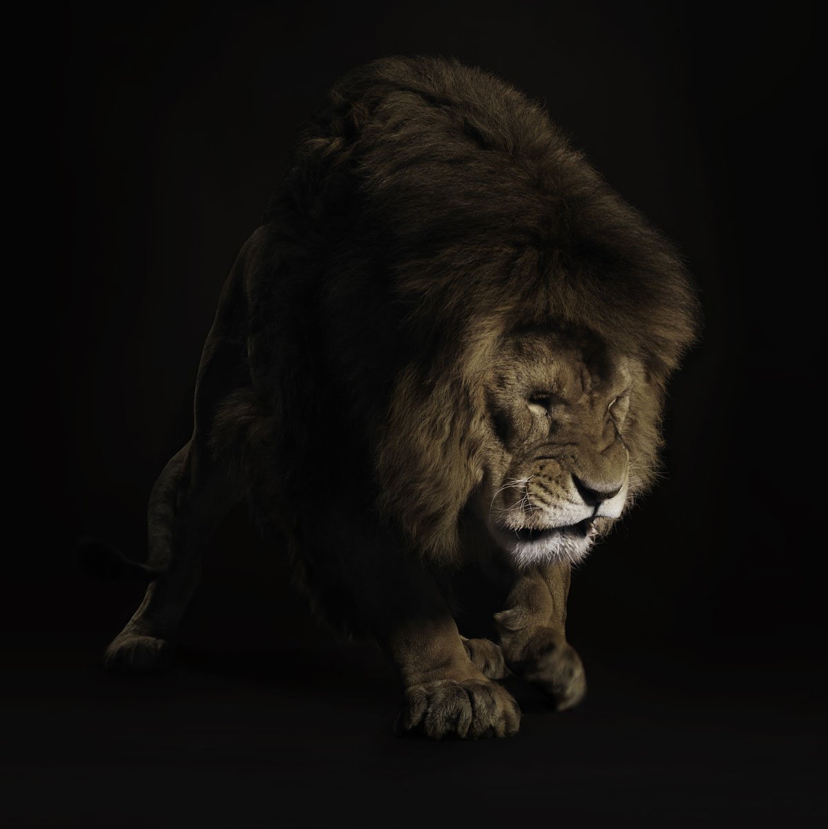 Необычные львы