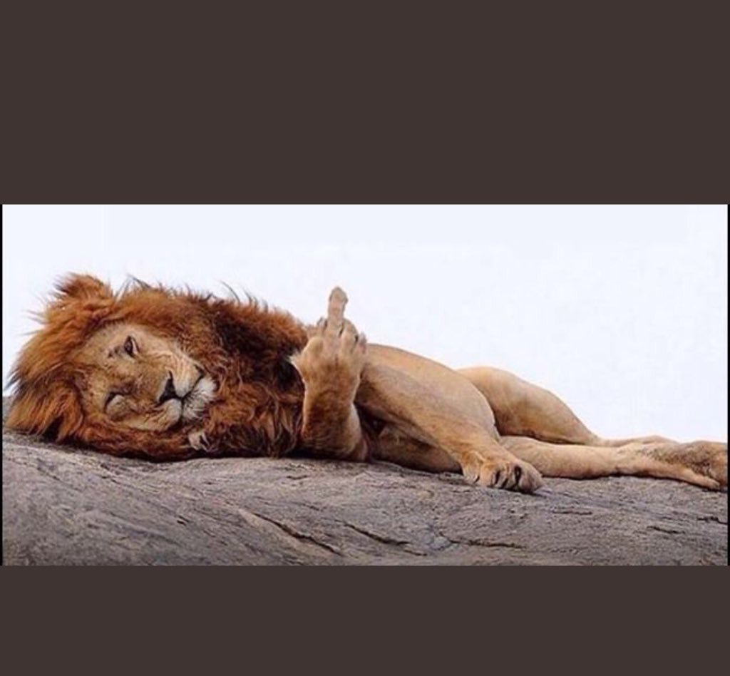 Лев показывает средний палец