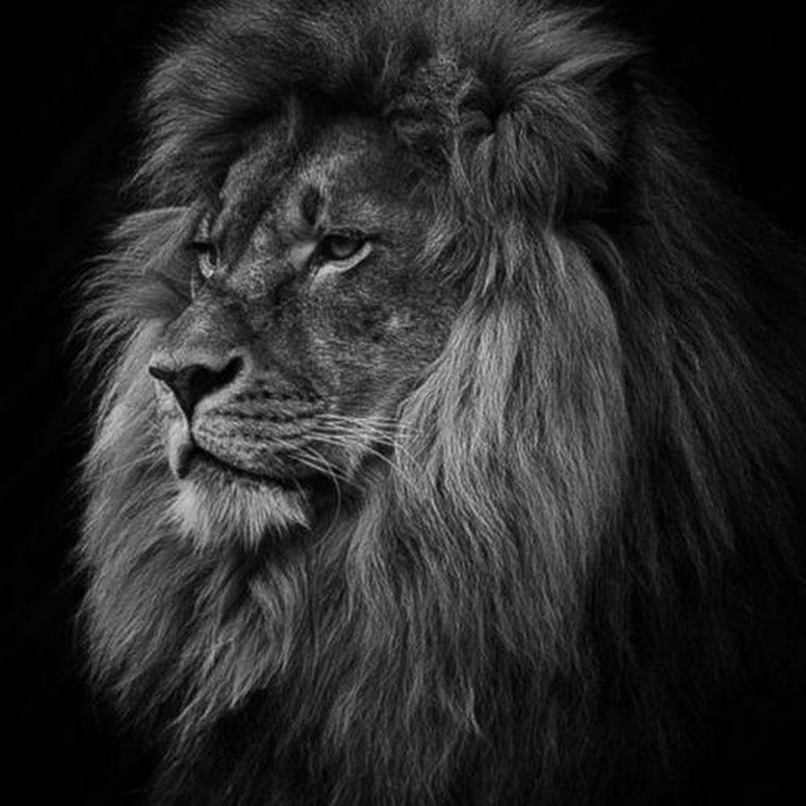 Лев на черном фоне рисунок