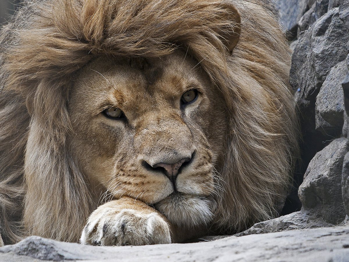 Задков лев. Лев. Величественный Лев. Гордые львы. Лев фото.
