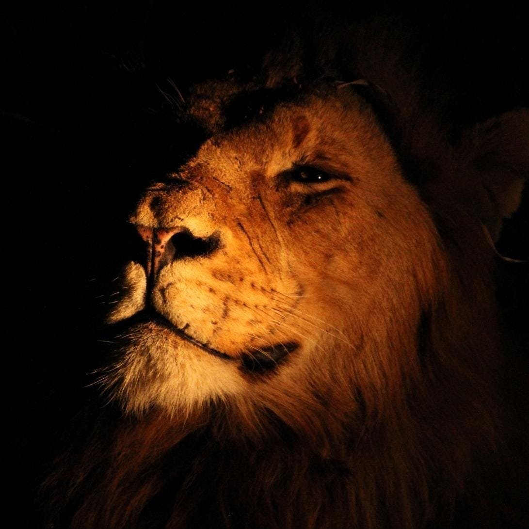 Лев в темноте