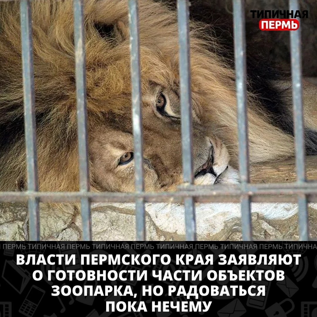 Лев в клетке сафари парк Краснодар