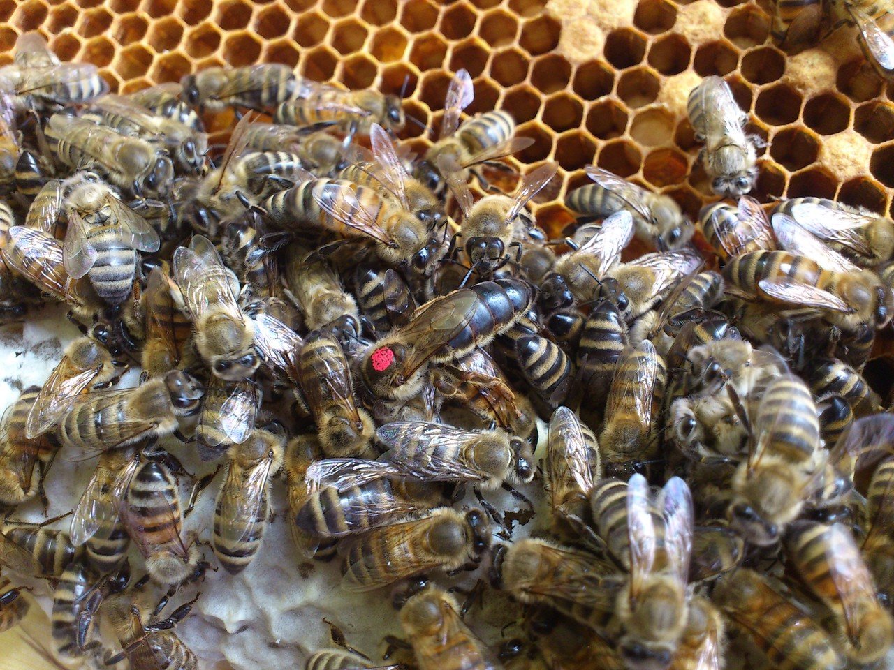 Пчелосемьями купить краснодарский. Матка Карника, Карпатка ,Бакфаст. Пчелиная матка Карника. Бакфаст порода пчел. Матка пчелы Карника.