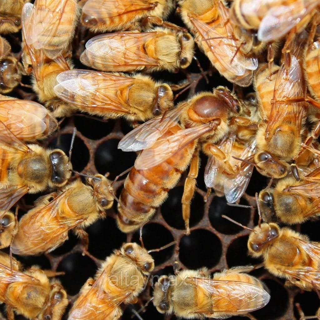 Порода пчел кордован