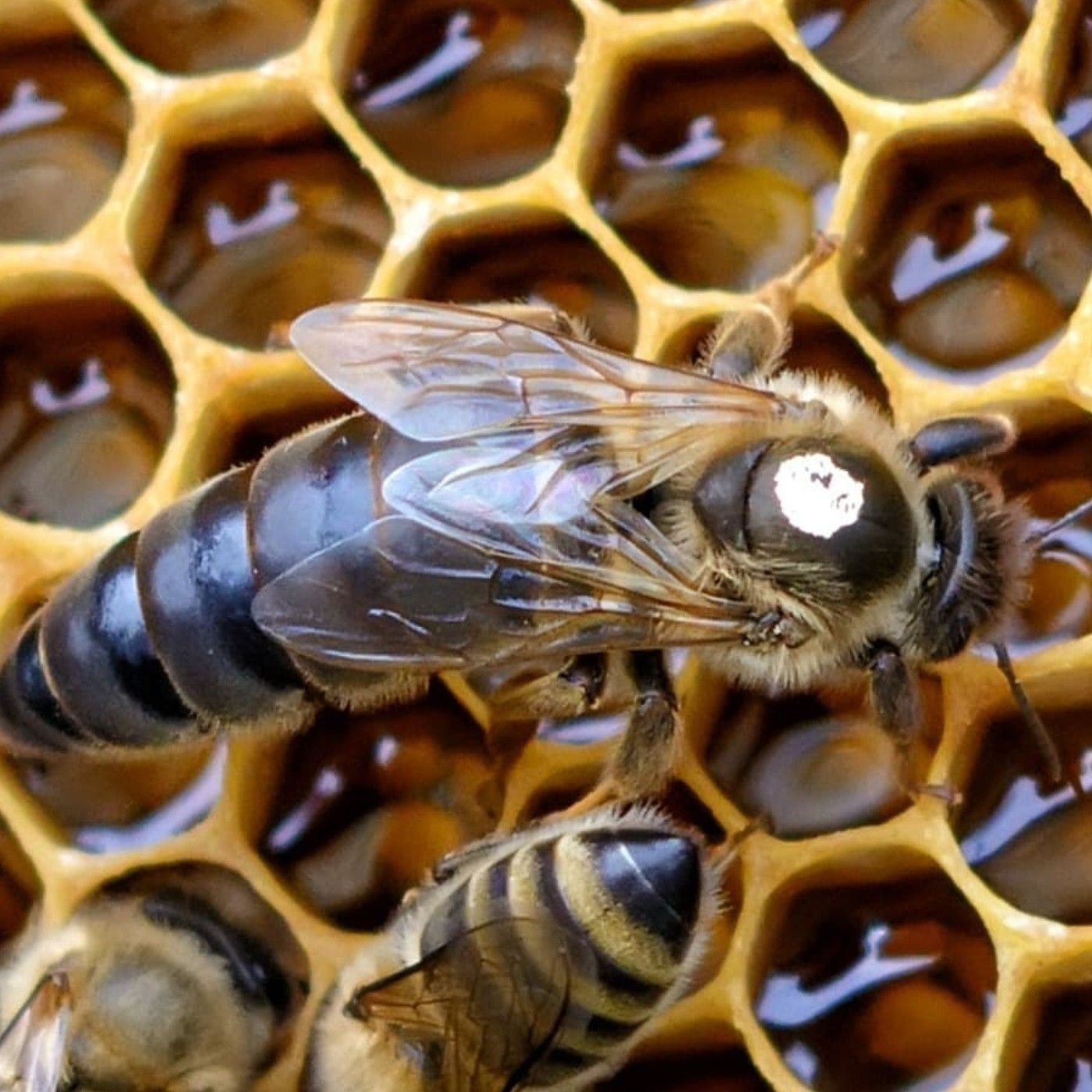 Покажи видео пчел. Матка пчелы Карника. Пчелиная матка Карника. Пчеломатки Карника Карпатка. Матка пчелы Карпатка.