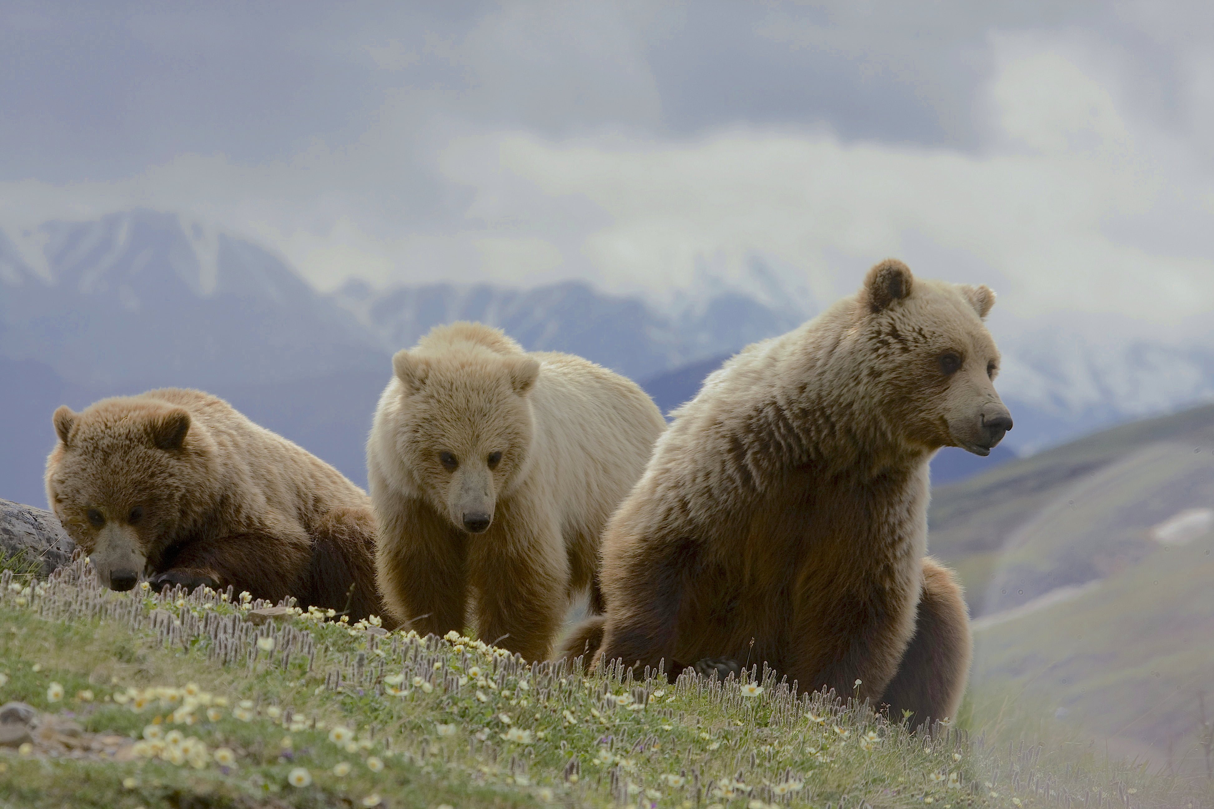 Фотографии 3 медведей. Медведь Гризли Денали. Парк Денали медведи. Медведь в дикой природе. Медвежья семья.