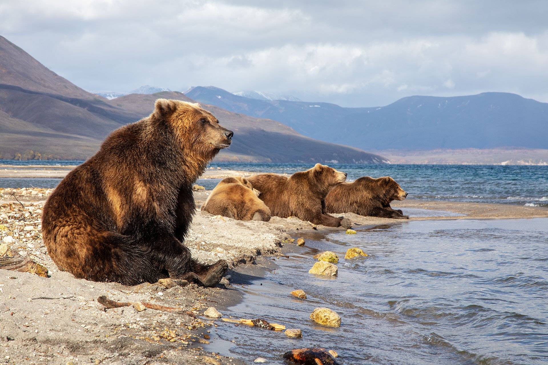 Описание фотографии камчатский бурый медведь