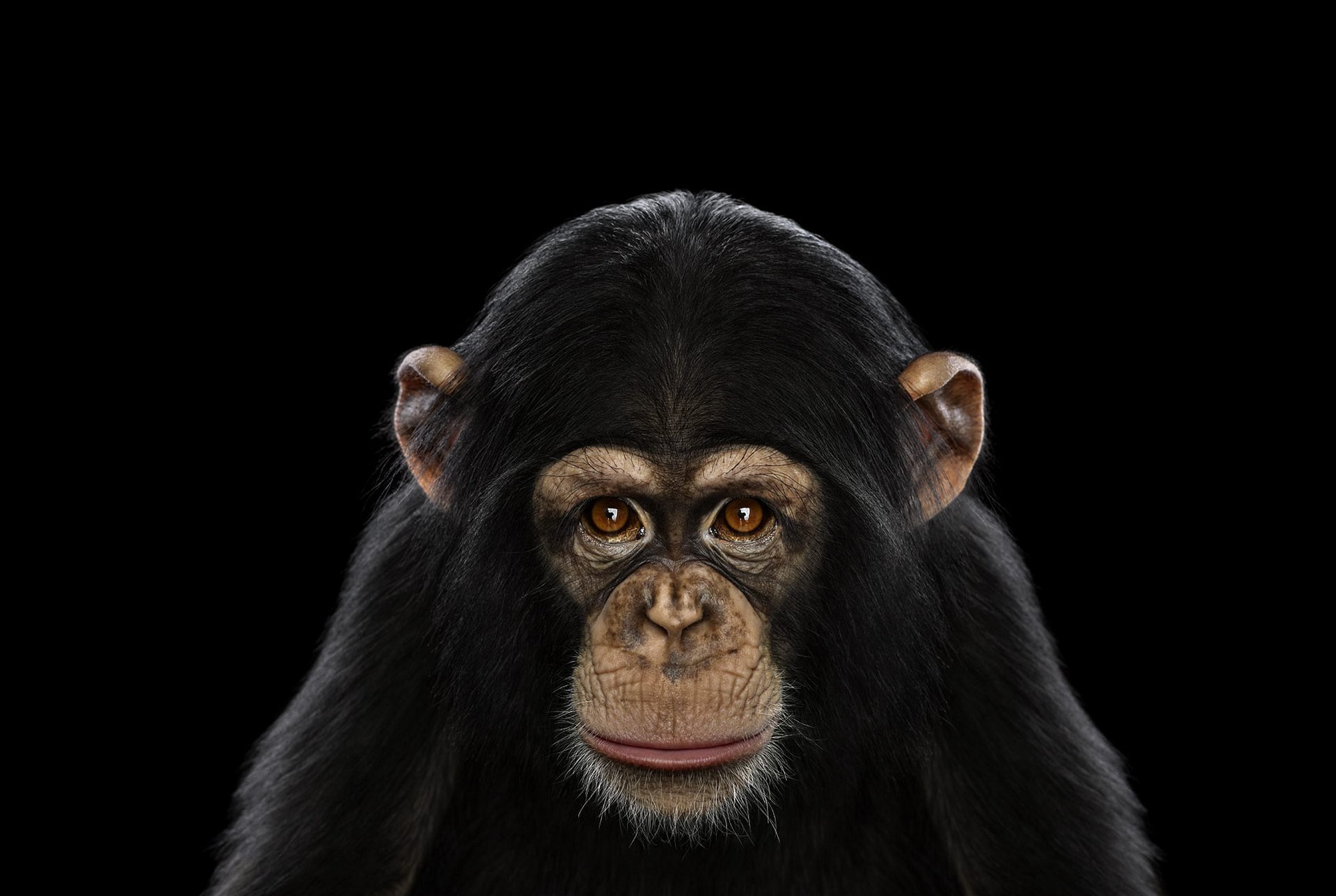 Черная макака. Брэд Уилсон фотограф. Обезьяна. Морда обезьяны. Обезьяна на черном фоне.
