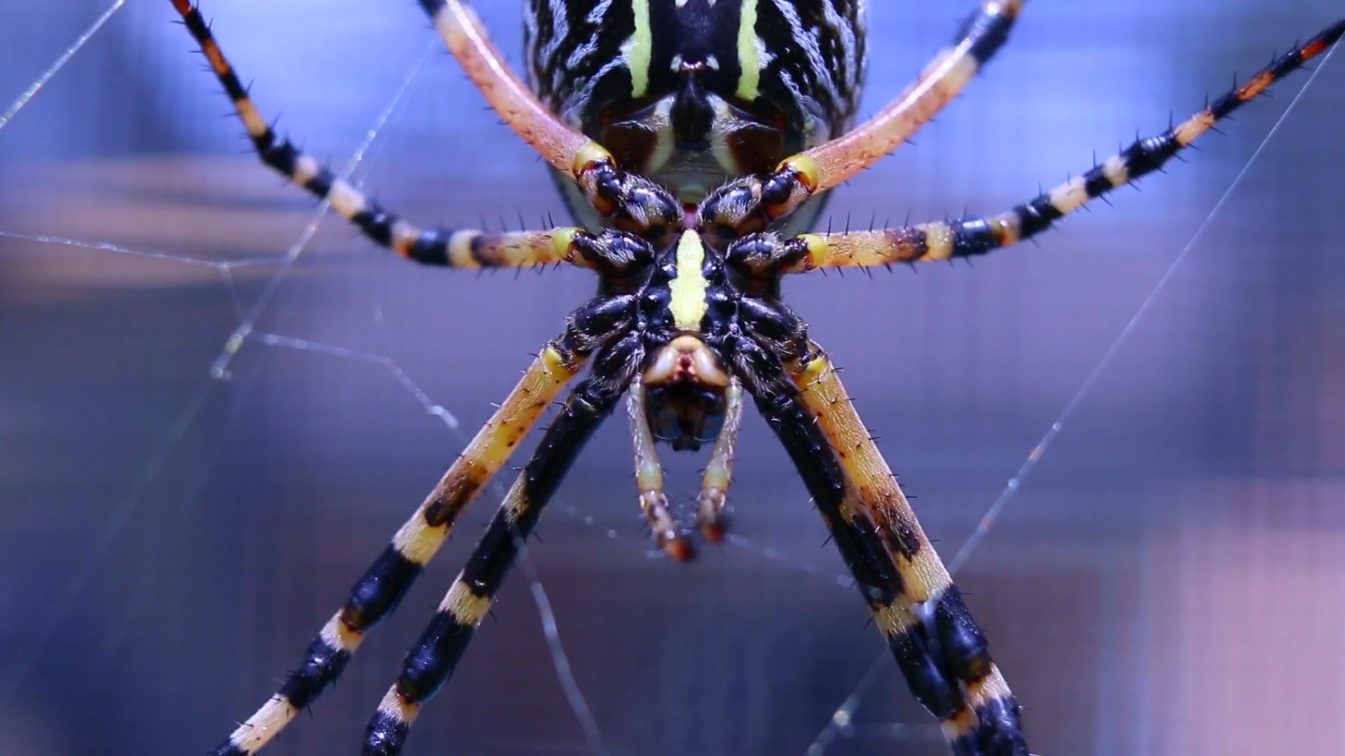 Spiders pictures. Паук Зебра Аргиопа. Argiope aurantia. Паук Арлекин. Арахнид желтый паук.
