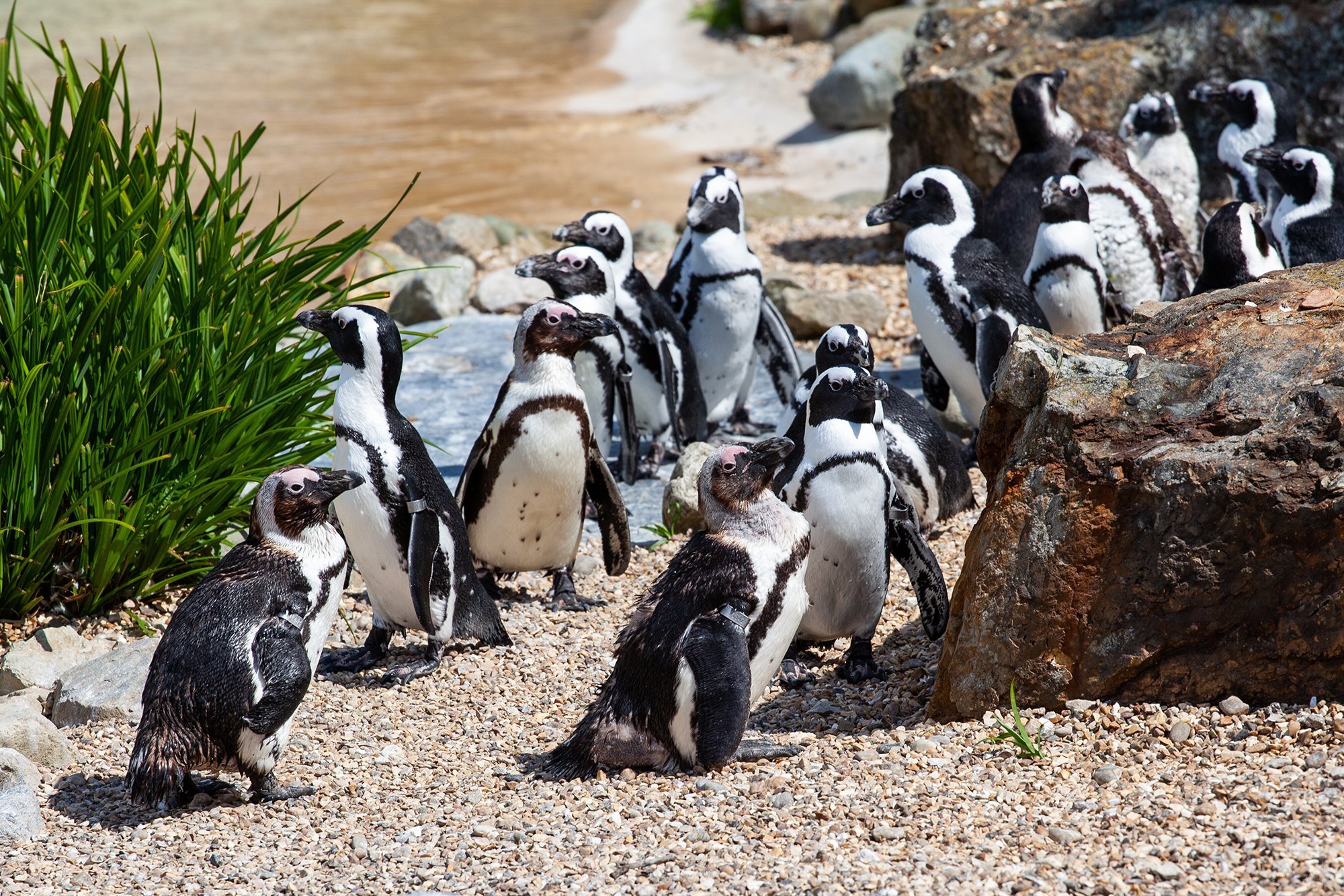 Пингвины в дикой природе. Хохлатый Пингвин. Пингвины в Африке. Южноафриканский Пингвин. Северный хохлатый Пингвин.