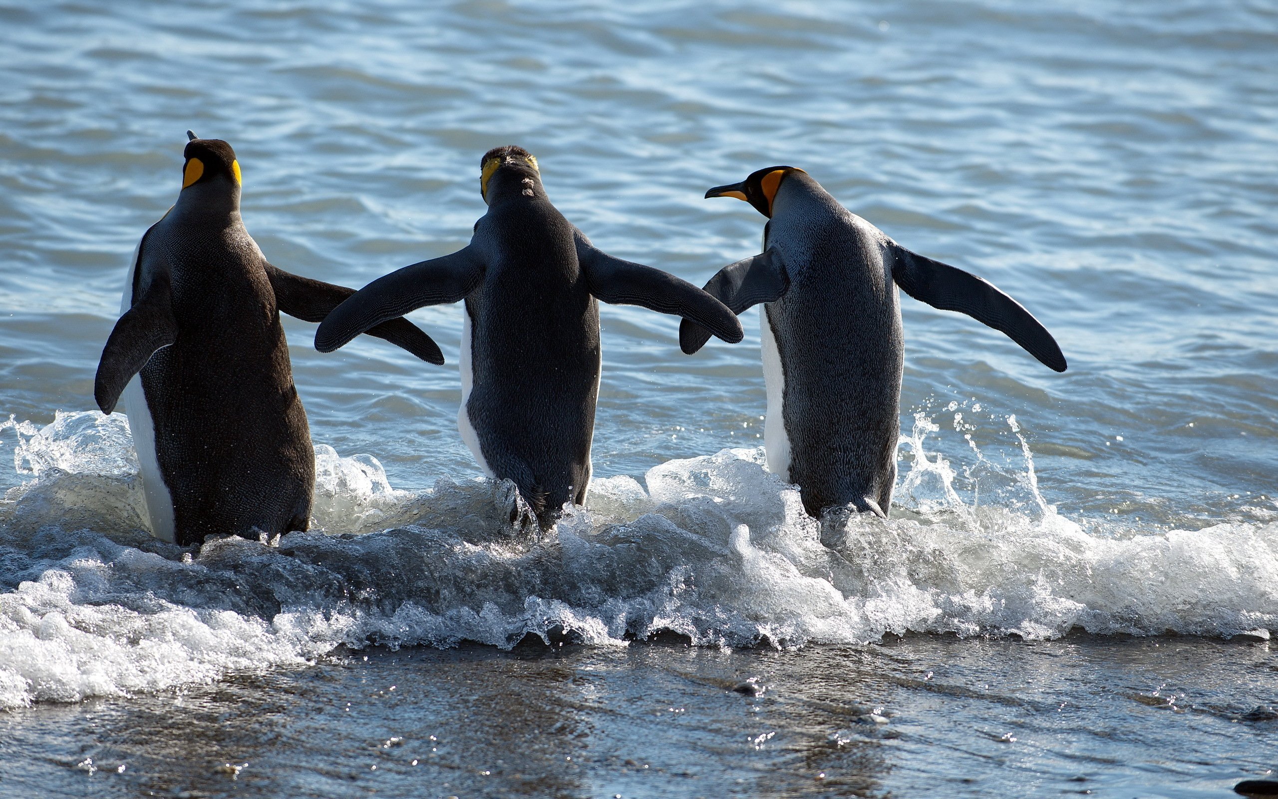 Пингвины в дикой природе. Императорский Пингвин ныряет. Пингвин плавает. Пингвин ныряет. Плавающие птицы пингвины.