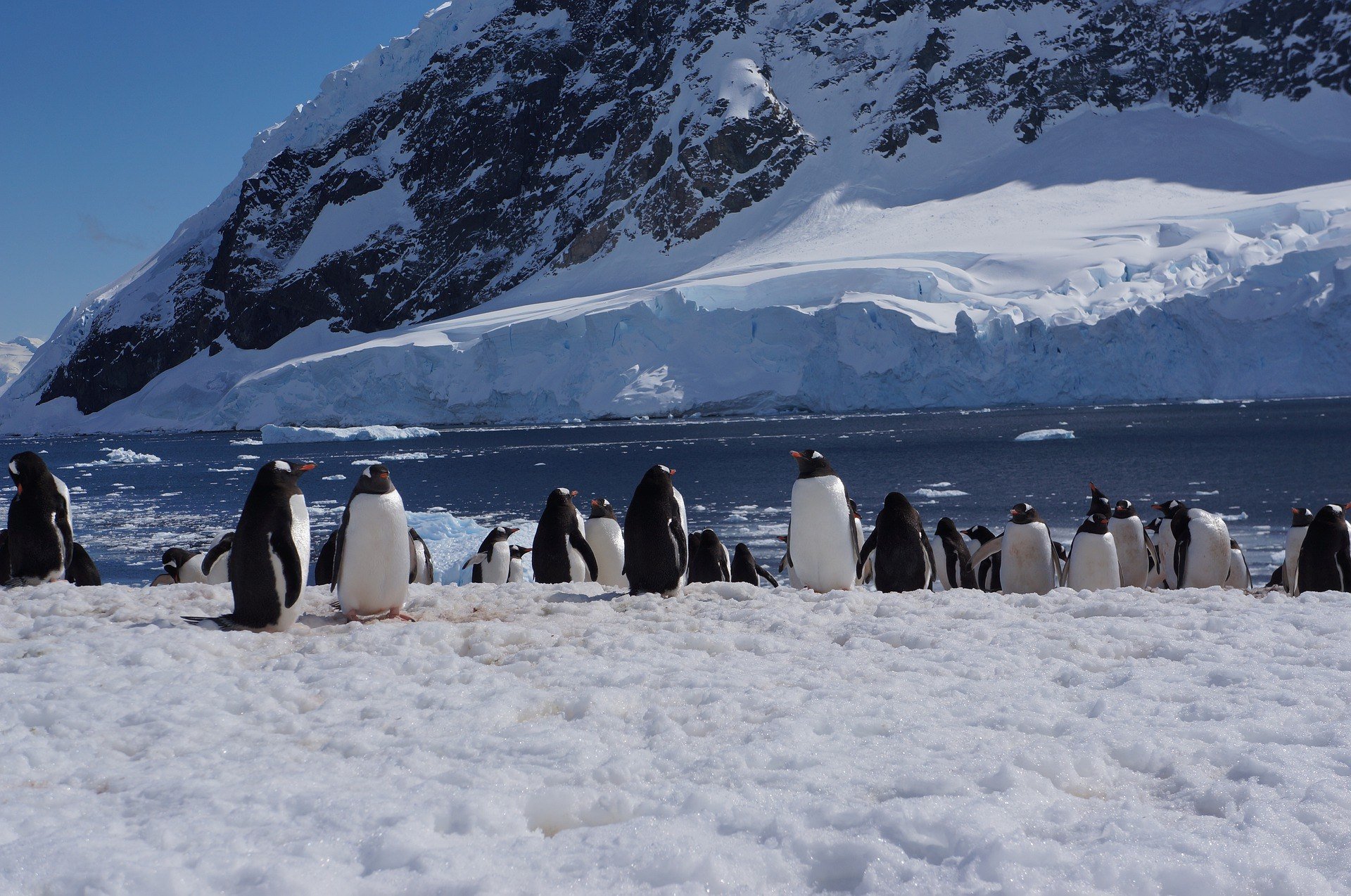 Антарктическое время. Антарктический Пингвин. Пингвины в Антарктиде. Антарктический Пингвин , в Антарктиде .. Антарктические пингвины (Pygoscelis).