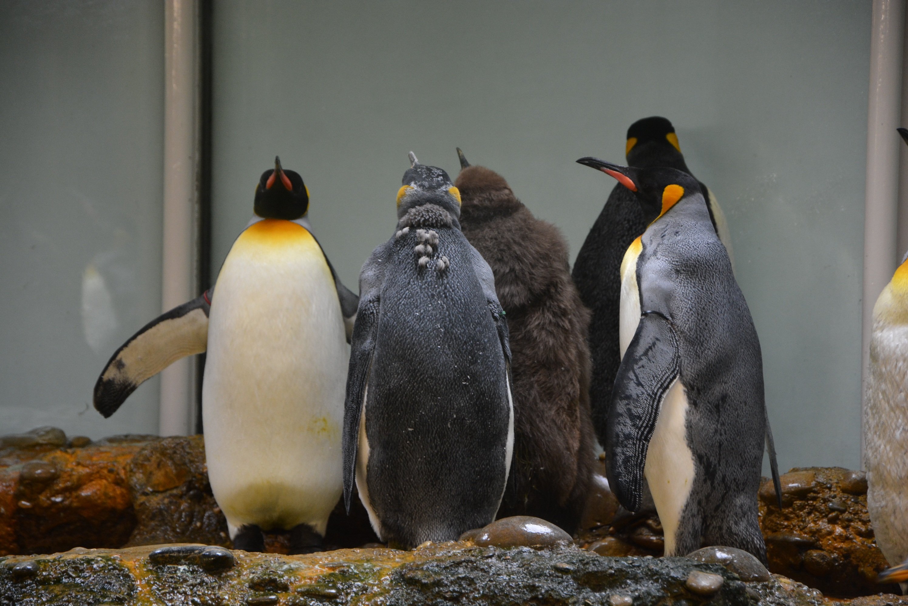 Пингвины в дикой природе. Антарктический Пингвин. Пингвины в зоопарке. Животные Антарктиды. Московский зоопарк пингвины.