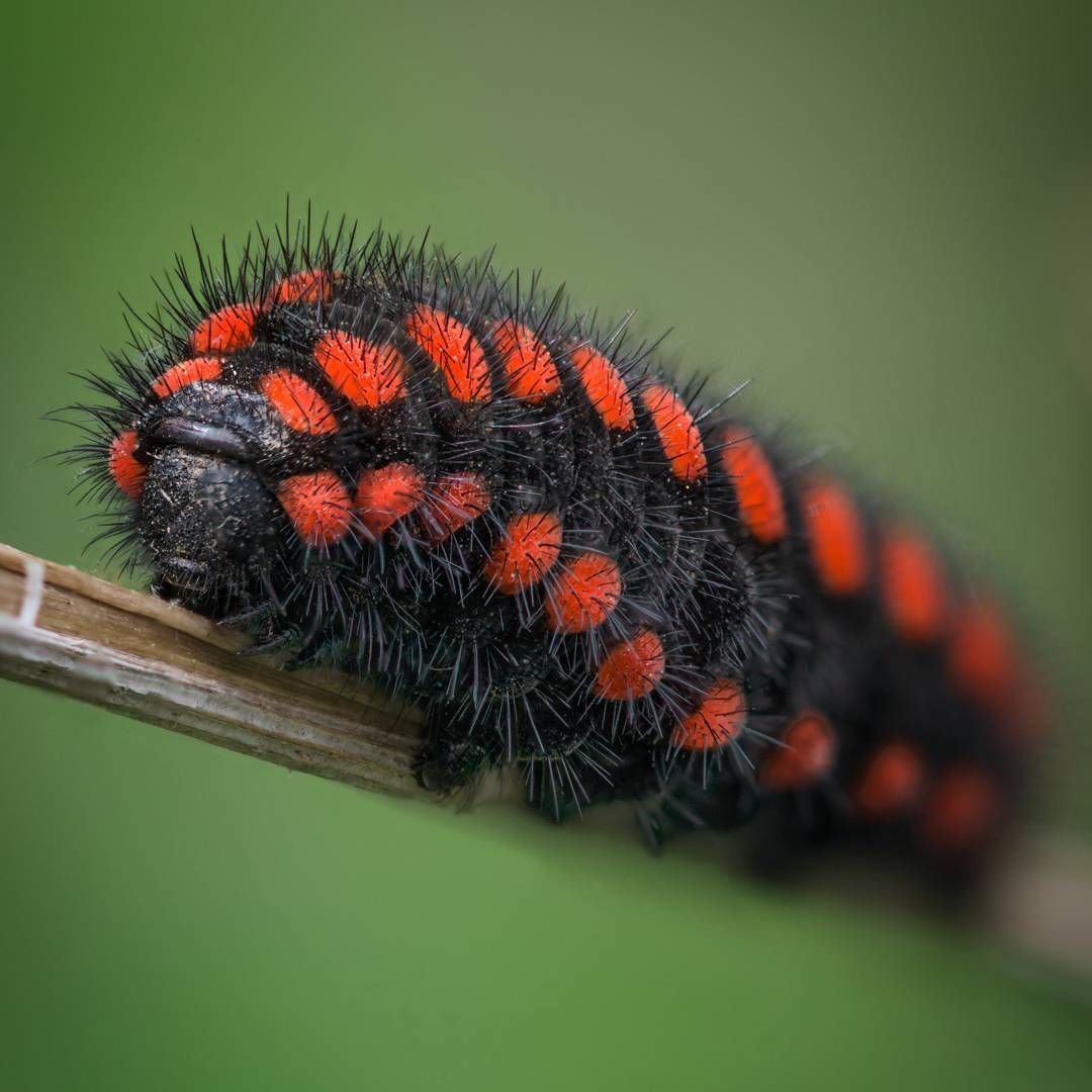 Большая красная гусеница древоточец