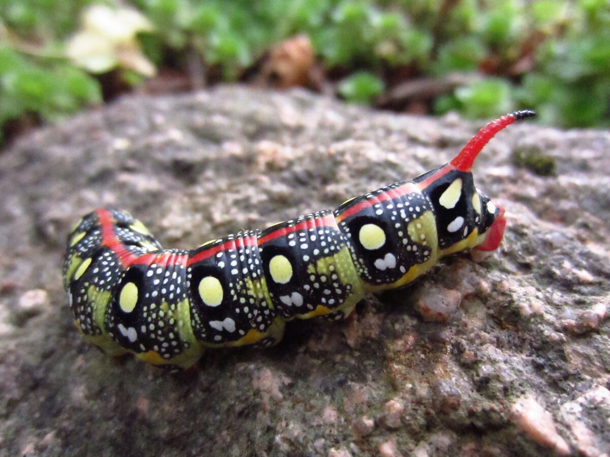 Гусеница с красным рогом