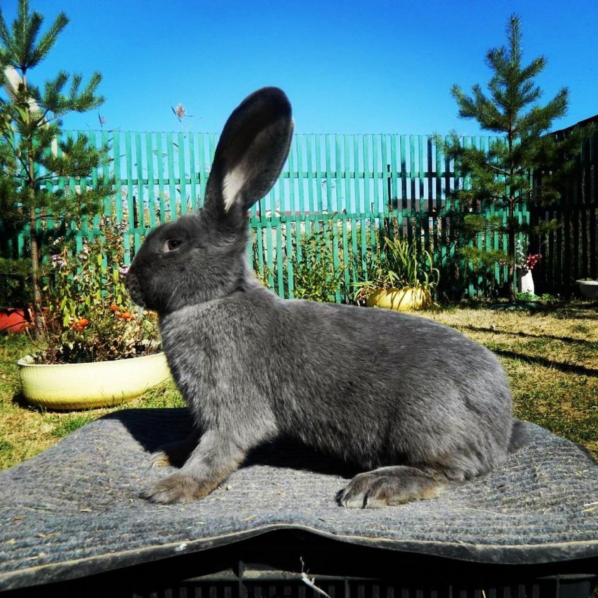 Бельгийский Фландр кролик