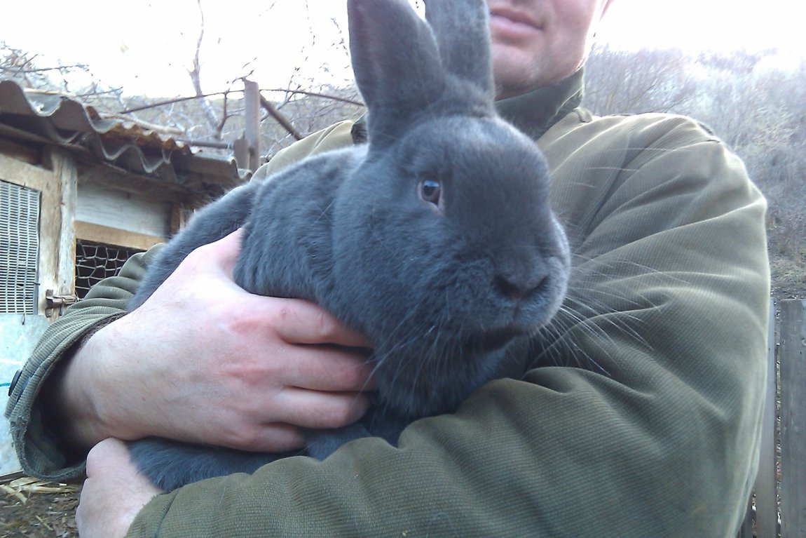 Венская голубая порода кроликов