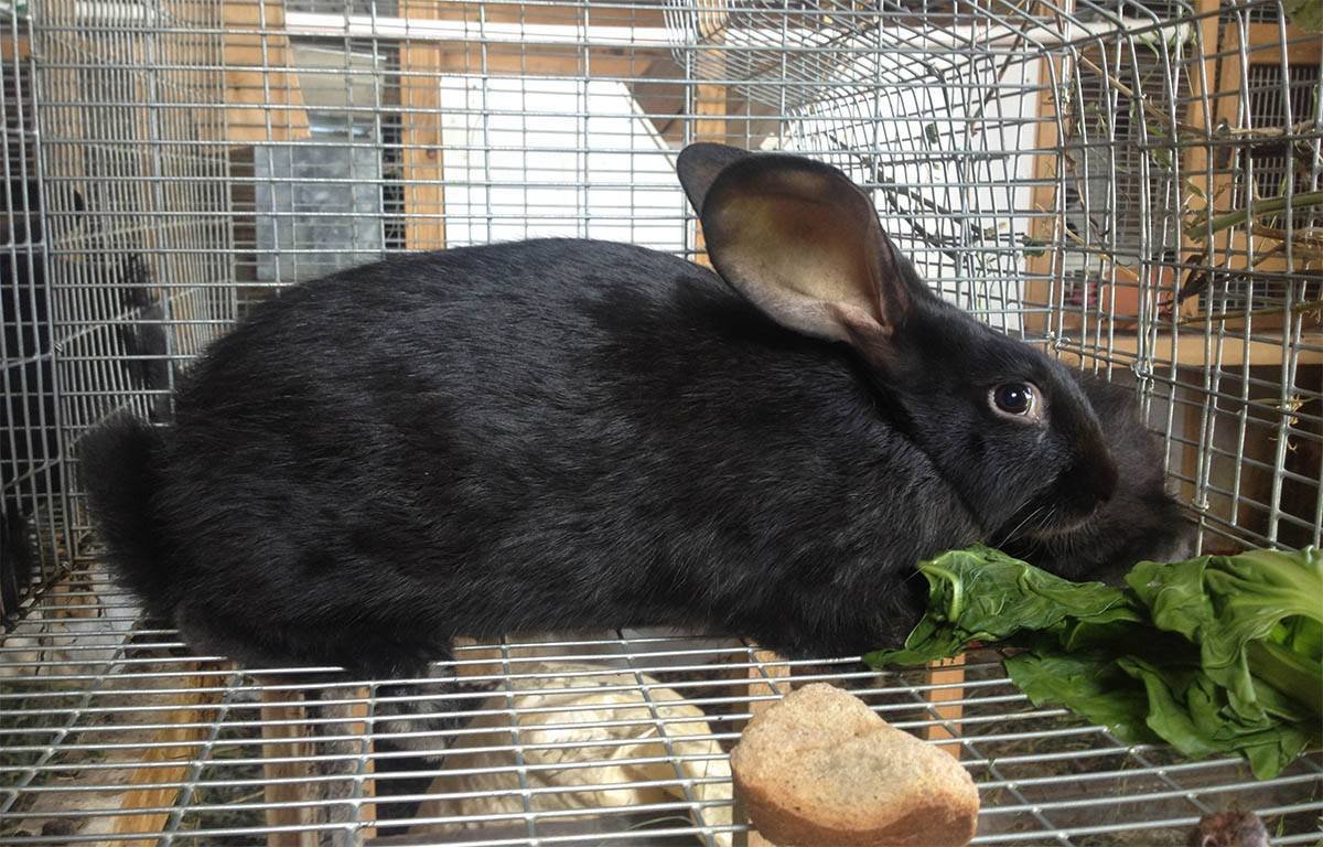 Порода кроликов черно бурый