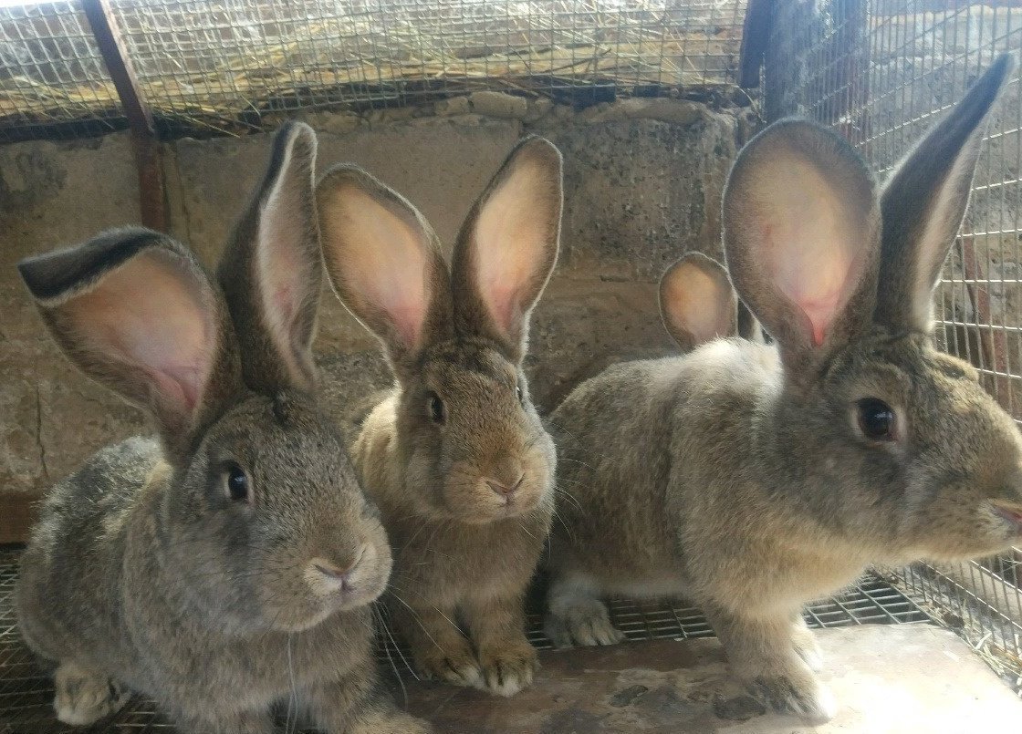 Кролики немецкий Фландр