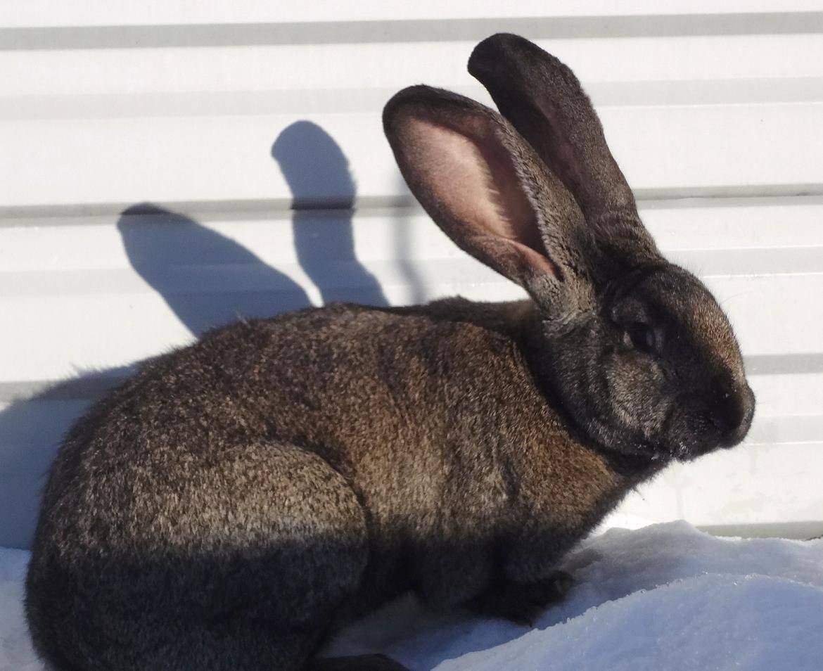 Бельгийский Фландр кролик