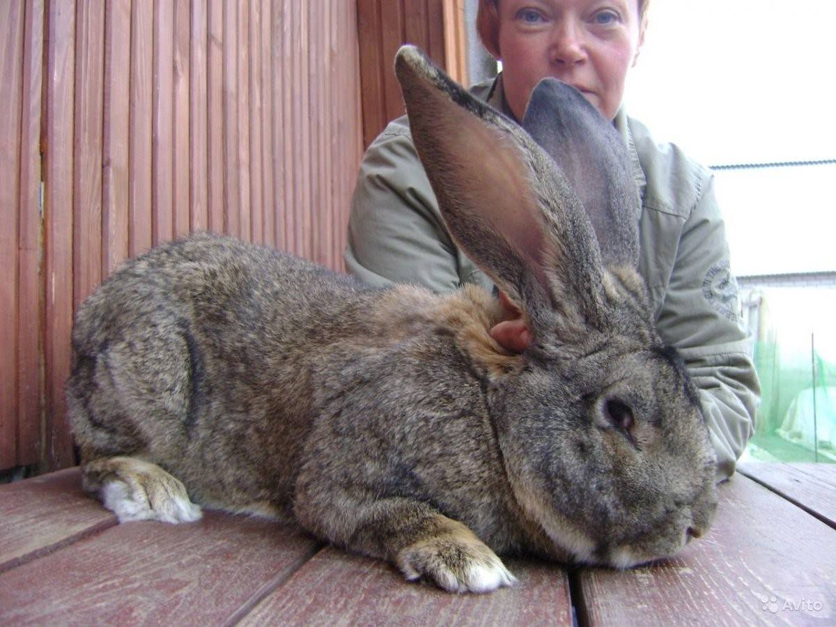 Кролики великаны Фландр