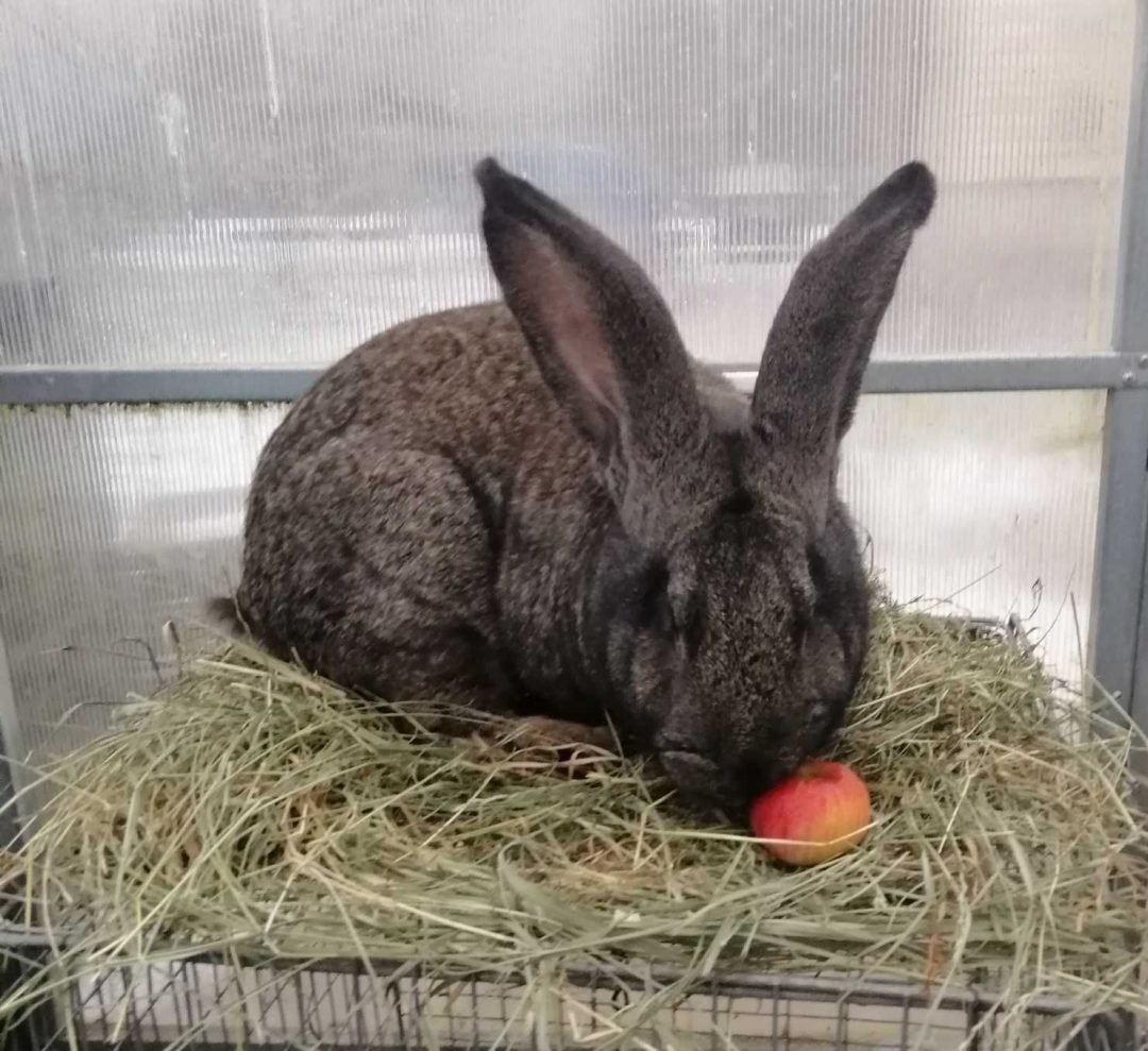 Кролики породы Фландр черный